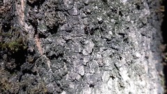 Crematogaster scutellaris