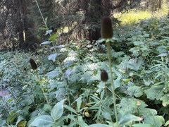 Rudbeckia occidentalis