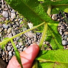 Eupatorium perfoliatum