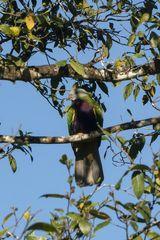 Ptilinopus magnificus