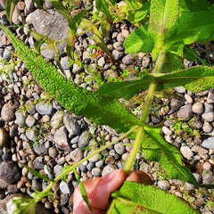 Eupatorium perfoliatum