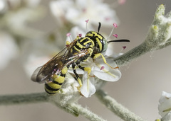 Philanthus multimaculatus