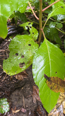 Persicaria chinensis
