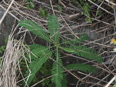 Sesbania cannabina