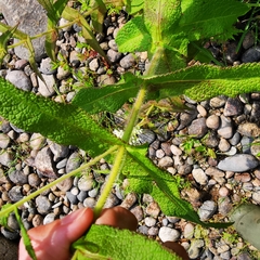 Eupatorium perfoliatum
