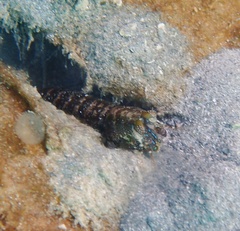 Pseudosquilla
