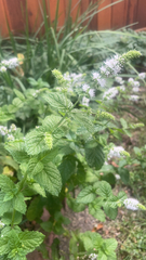 Mentha suaveolens