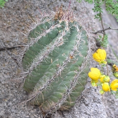 Thelocactus bicolor bicolor