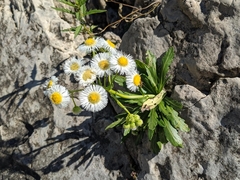 Erigeron philadelphicus provancheri