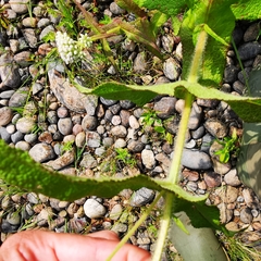 Eupatorium perfoliatum