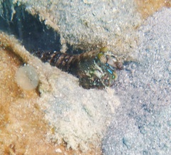 Pseudosquilla