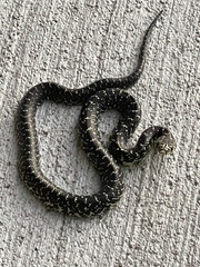 Lampropeltis nigra