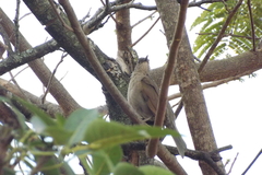 Turdus leucomelas