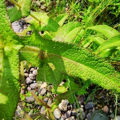 Eupatorium perfoliatum