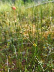 Carex oligosperma