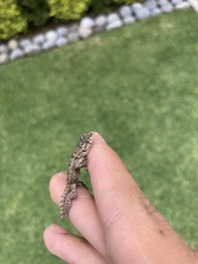 Sceloporus grammicus