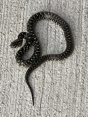 Lampropeltis nigra