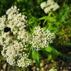 Eupatorium perfoliatum