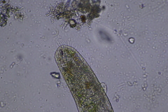 Ciliophora