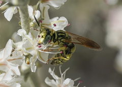 Philanthus multimaculatus