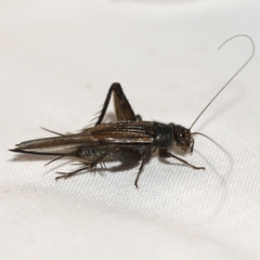 Eunemobius carolinus