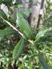 Quercus geminata