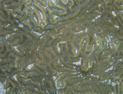 Pseudodiploria clivosa