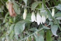 Campanula alliariifolia