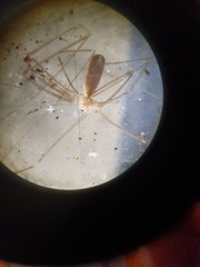 Pholcus opilionoides