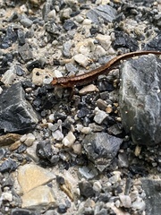 Desmognathus carolinensis