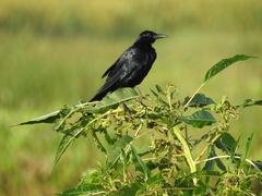 Quiscalus major westoni