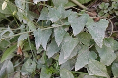 Campanula alliariifolia