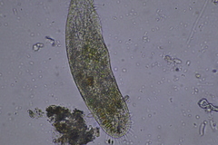 Ciliophora