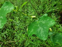 Passiflora lutea