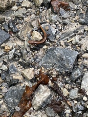 Desmognathus carolinensis