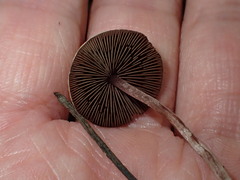 Agaricus diminutivus
