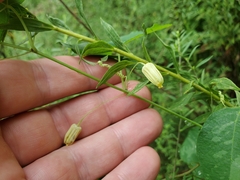 Passiflora lutea