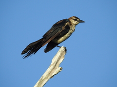 Quiscalus major westoni
