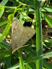 Achyra rantalis