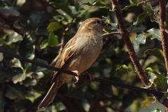 Passer domesticus