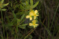 Hypericum tetrapetalum