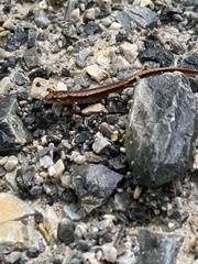Desmognathus carolinensis
