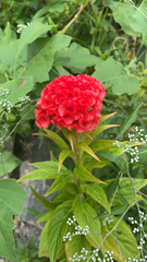 Celosia argentea
