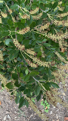 Clethra alnifolia
