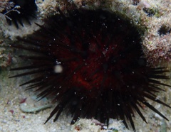 Echinometra lucunter