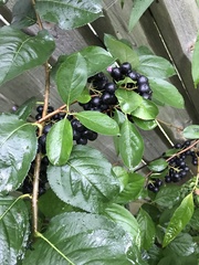 Aronia