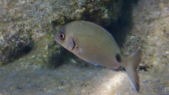 Diplodus sargus
