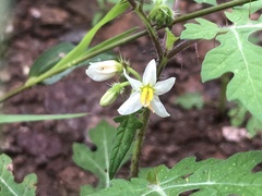 Solanum grayi