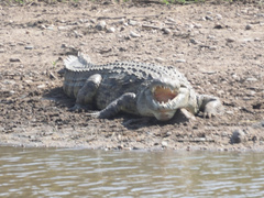 Crocodylus niloticus
