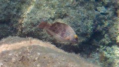 Sparisoma cretense